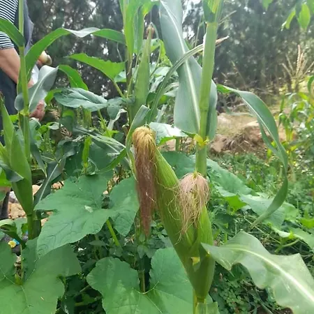 Grabova Grabove e Siperme