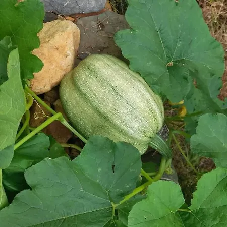 Grabova 호텔 Grabove e Siperme