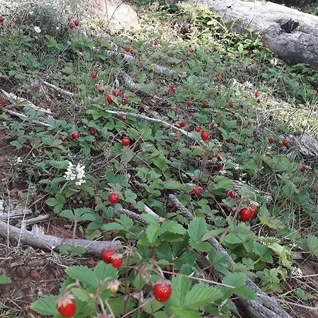 Grabova 호텔 Grabove e Siperme