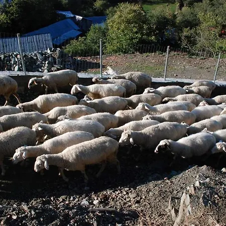 Grabova Grabove e Siperme